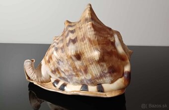 Krásna stará veľká mušľa - 9