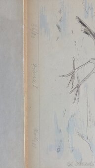 Predam obrazy od Holleho - 9