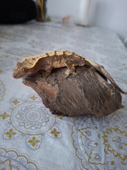 Pagekon Riasnaty - 9