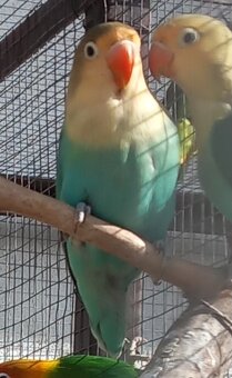 Agapornisy fischeri a škraboškové - 9