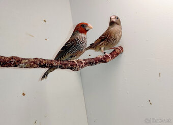 Amadina červenohlavá - 9