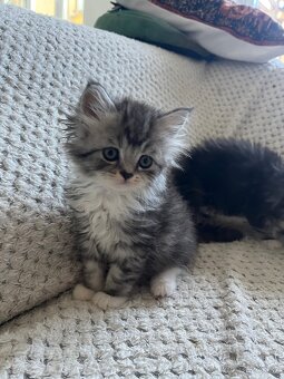 Mainská mývalia - Maine coon - 9