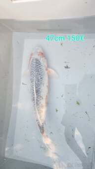 Predám Japonské koi kapre - 9