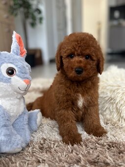 Miniature poodle, pudlik, pudel - 9