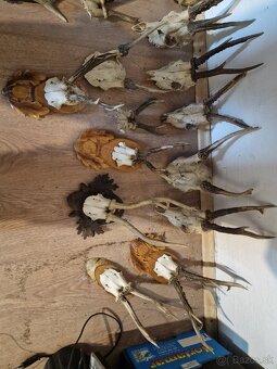 Predám Zhody, parožie,trofeje - 9