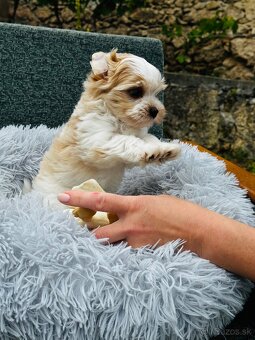 Golddust Yorkshire Terrier, Yorskshire s PP, Jork, Yorkshir - 9