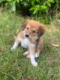 Steniatko s Border Collie - 9