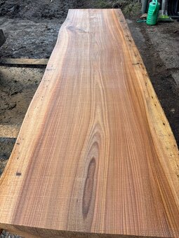 Rezivo Brest Brestove Fošne Kmene Drevo - 9