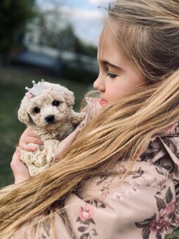 Maltipoo - 9