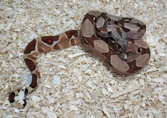 Boa imperator- Sharp Sunglow 66% het Sterling,Hypo Sterling - 9