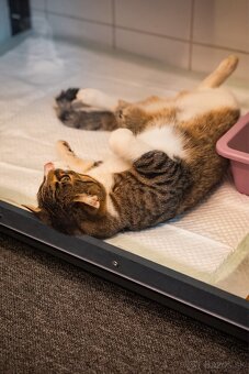 Meow Hotel - Luxusný hotel pre mačky v Piešťanoch - 9
