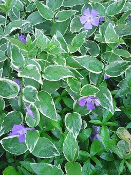 zimozelen panasovana - 9