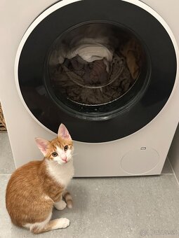 Kocur Rudolf zadarmo - 9