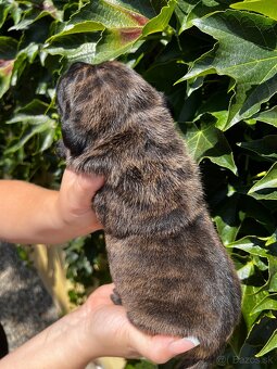 Cane Corso šteniatka s PP FCI rezervovaný - 9