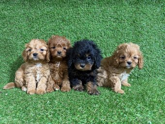 Cavapoo - 9