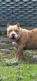 American bully - 9