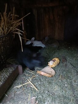 Predám králiky - 9