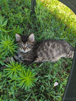 Maine coon , kríženci od Nórskeho otca - 9