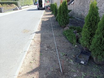 Tuja Smaragd, vavrínovec, červienka - Prešov - 9