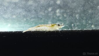 Krevetky Atyopsis Moluccensis (Bamboo Shrimp, Molucká) - 9