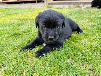 Šteniatka labrador - 9