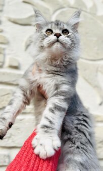⚜️Maine Coon s PP Mainská Myvalia - 9