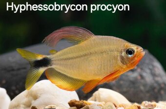 Predám akvarijné rybičky - 9