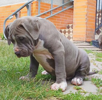 Americký stafordšírský teriér, American Bully XL - 9