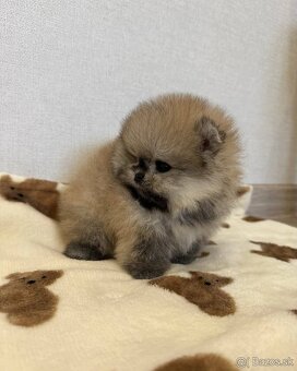 Pomeranian mini Boo - 9