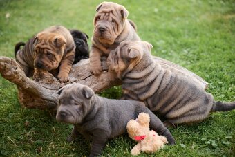 Sharpei šarpej - 9