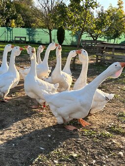 Cholmogorské husi - 9