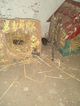 Predám prepelice čínske.. - 9