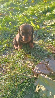 Jazvečík trpasličí šteniatka - 9