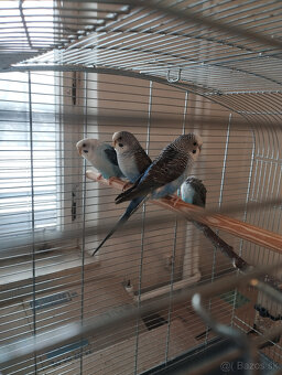 andulky na predaj - 9