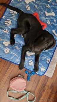 Darujem 4 mesačné labradorskeho retrievera - 9