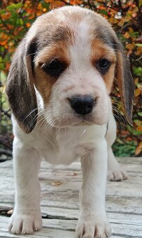 Beagle, bigel, bigl bez PP - 9