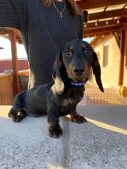 Jazvečík trpasličí s PP (chalani) - 9