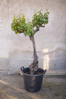 Starý vinič v kvetináči - 9