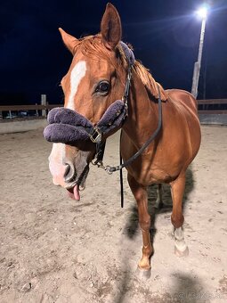 Ponúkame ustajnenie - 9