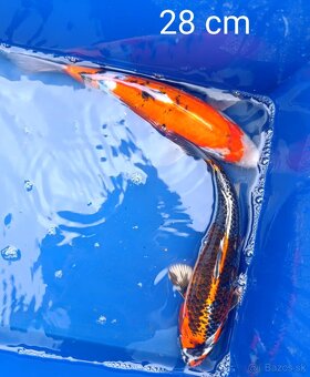 Koi kapor japan/jazierkove ryby - 9