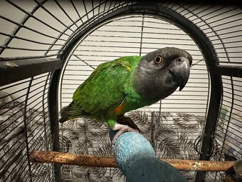 Papagáj Senegalský samec - 9