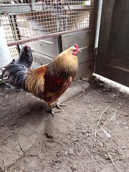 Mám na predaj kohúty Araucany. - 9