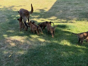 Belgicky ovčiak malinois - 9