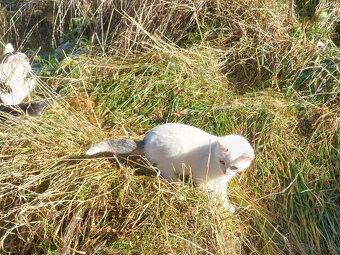 Podarujem mačiatka - 9