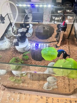 Zariadené Akvárium s bettou bojovnicou - 9