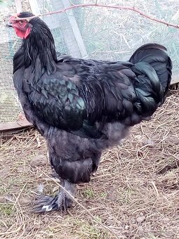 Mladé kohúty brahman - 9