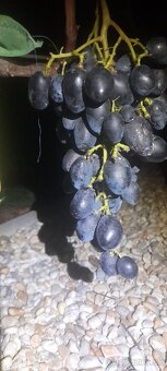 Stolový vinič predaj. - 9