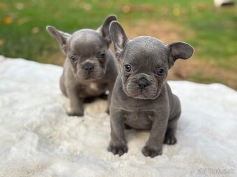 Francúzsky buldoček - 9