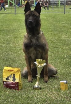 Belgický ovčák Malinois s PP po Edward Ad-Gür - 9