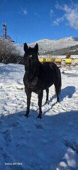 Predam 6r. kobylku - 9